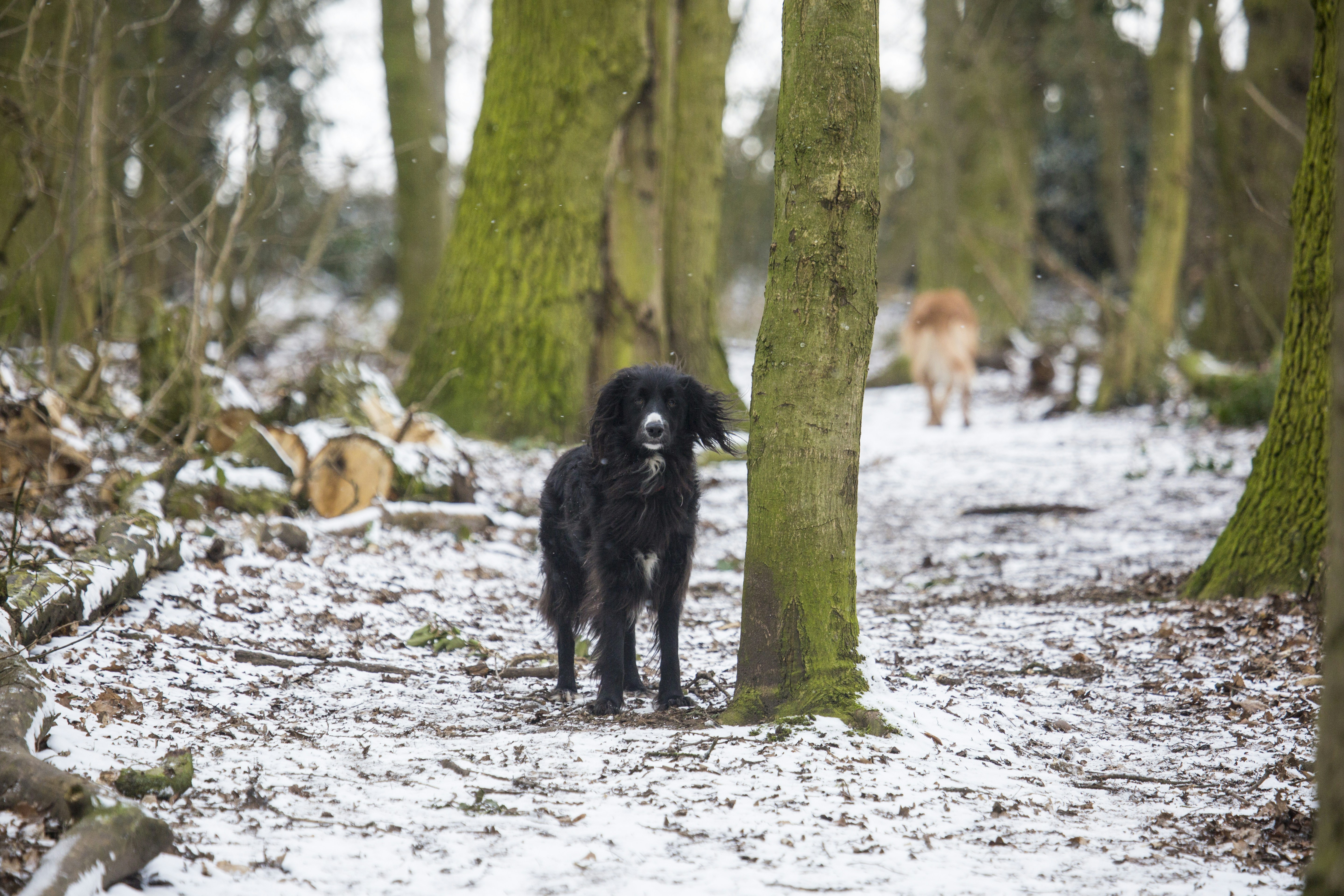 black long coated dog standing on white sand during daytime