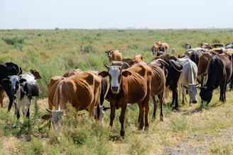 herd of brown and black horses on green grass field during daytime