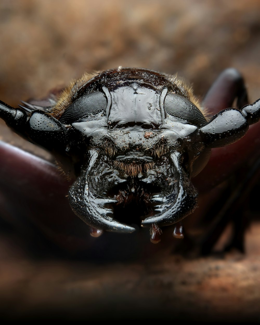 black and white insect in macro photography