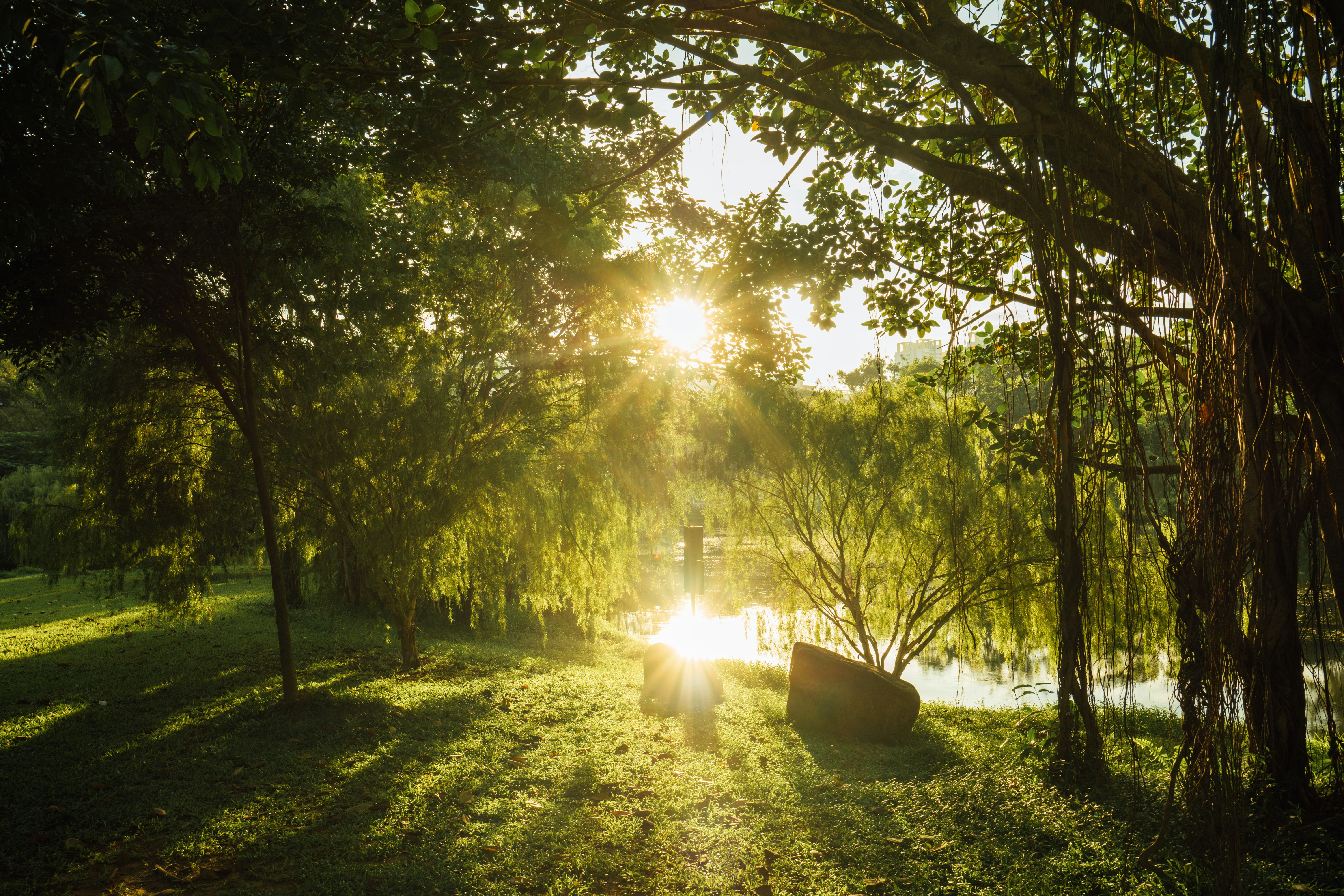 sun light coming through trees