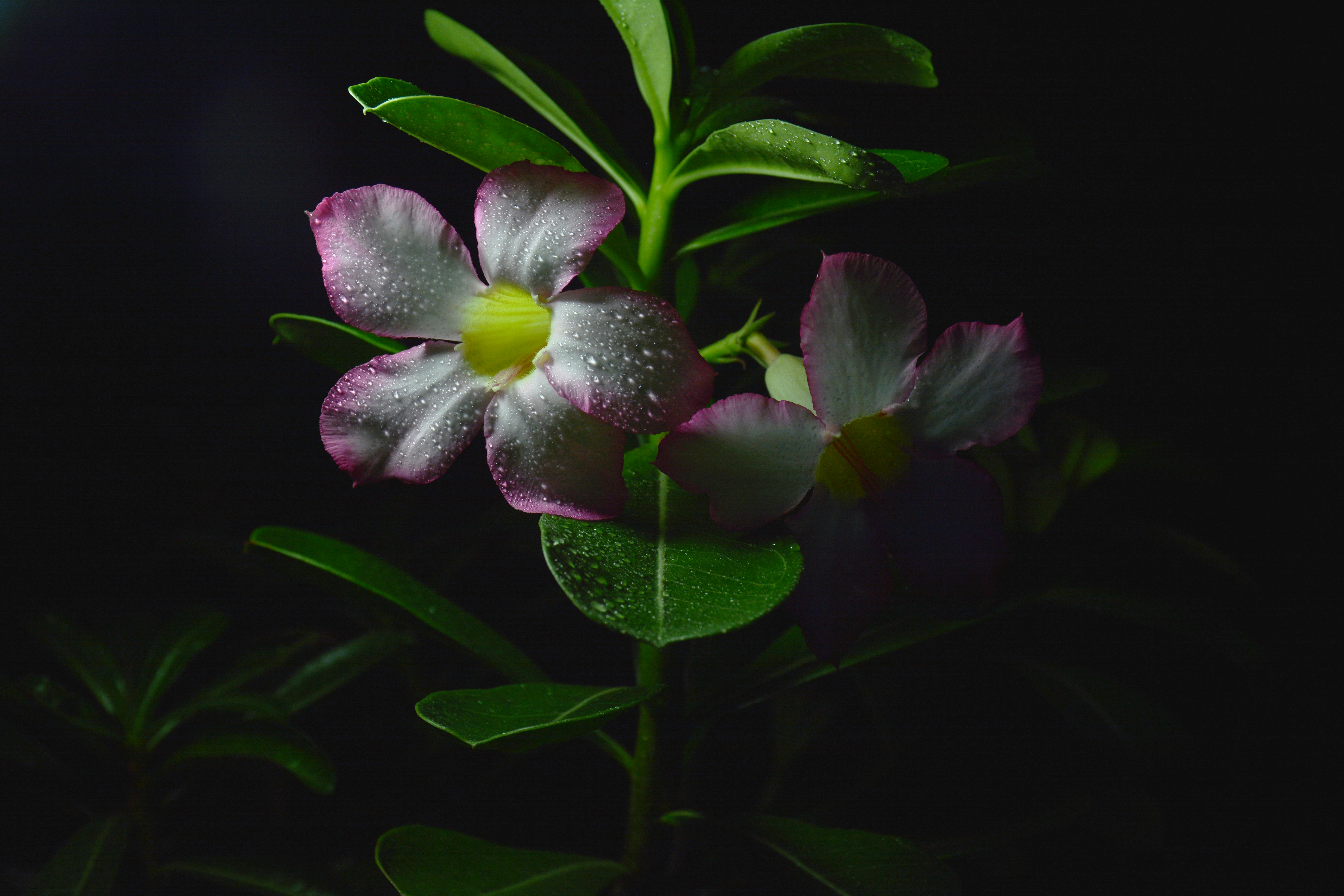 white and purple flower in close up photography