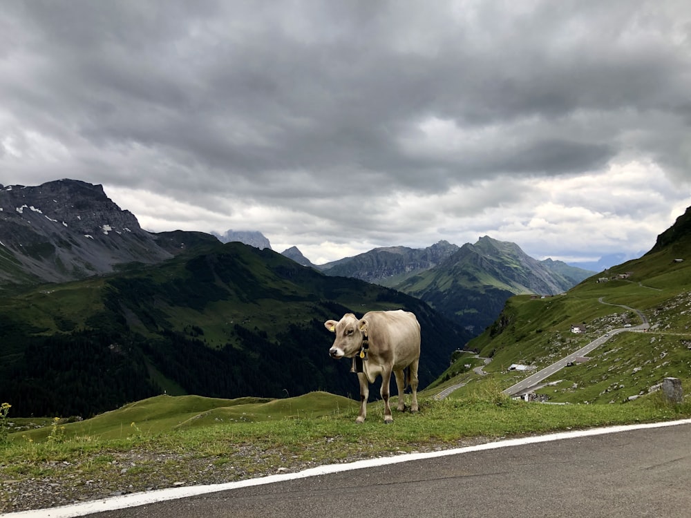 Vaca blanca en una carretera de asfalto gris durante el día