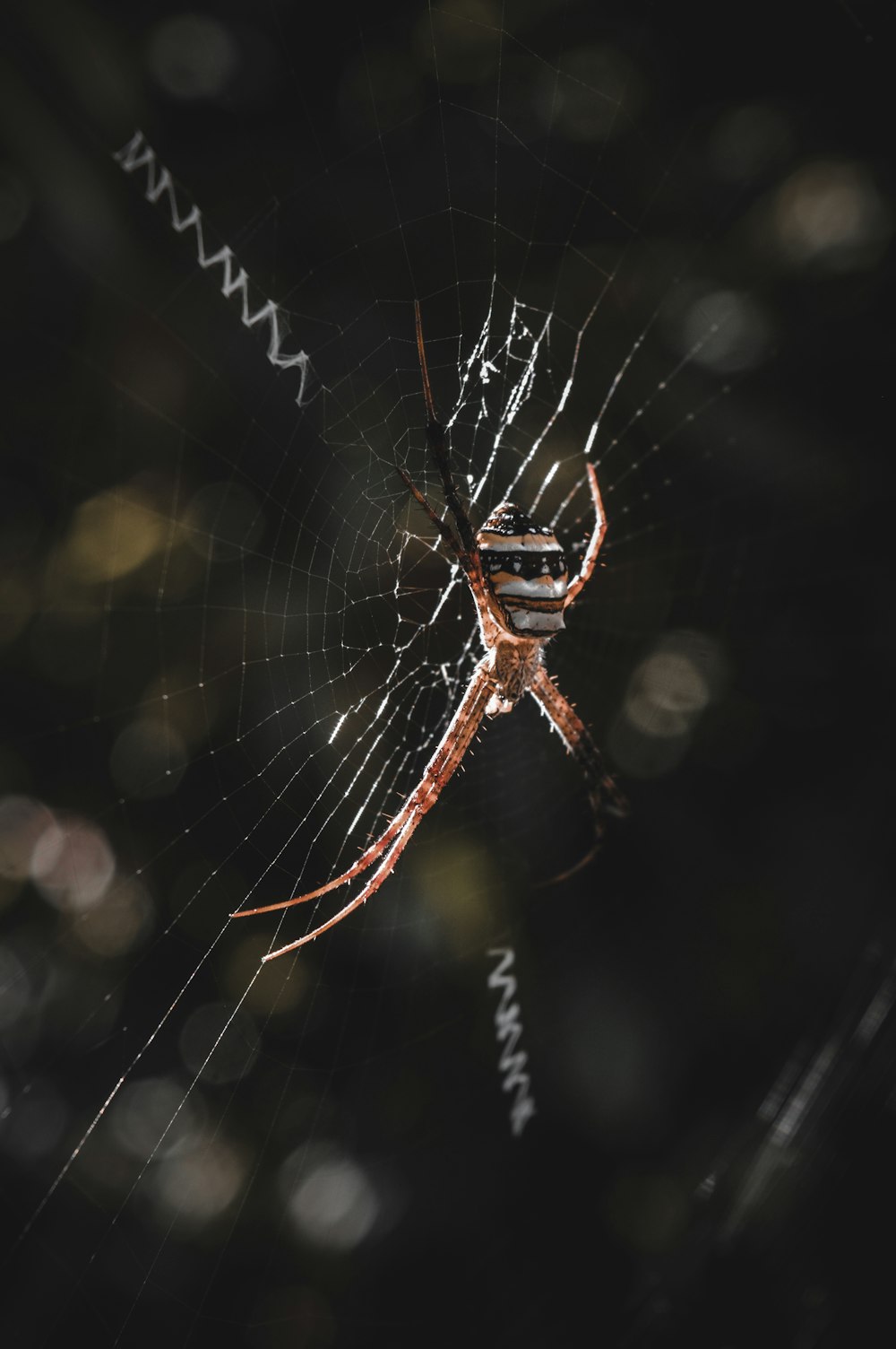 Araña marrón en tela de araña en fotografía de primer plano