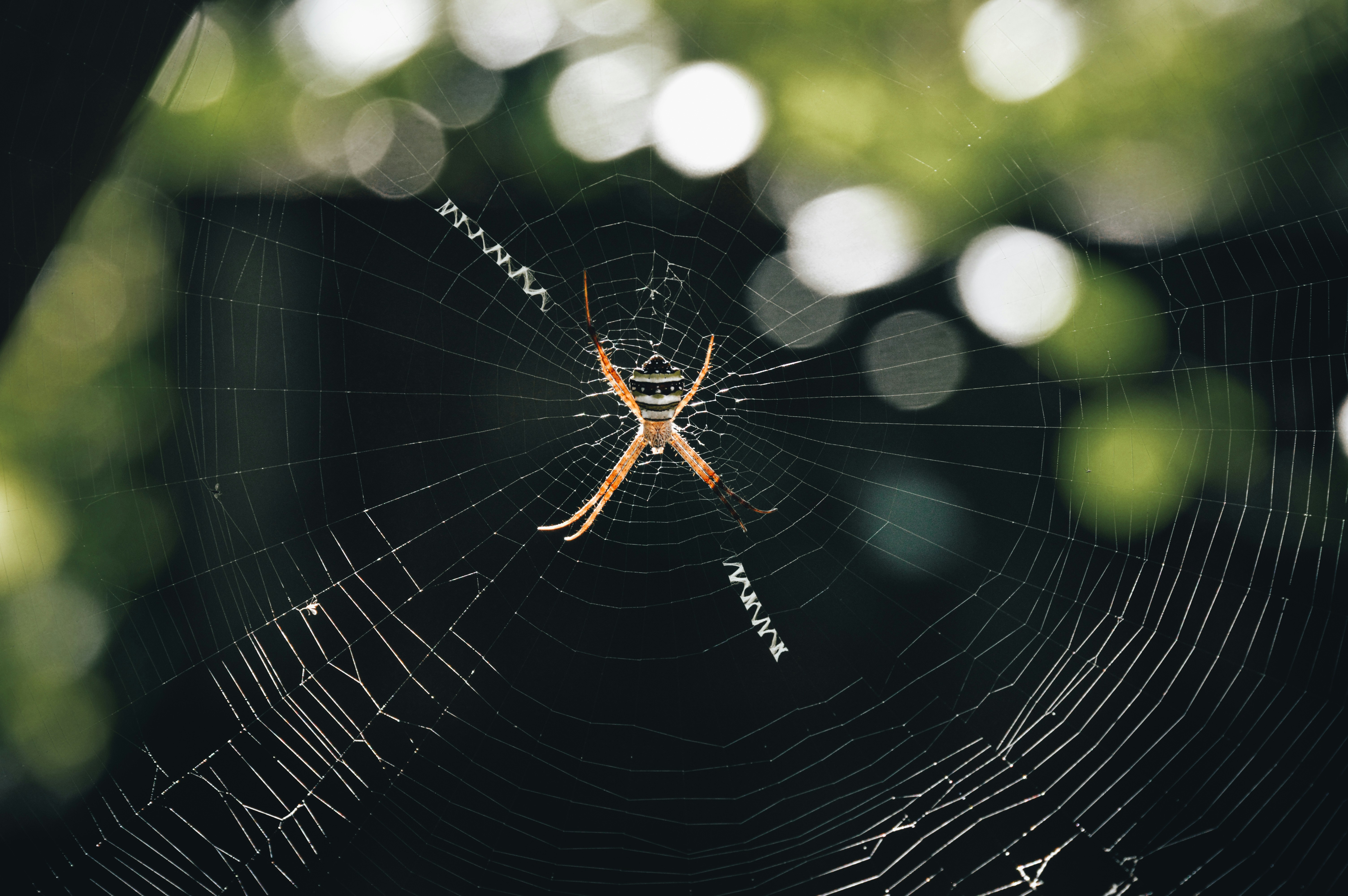 Photo by jithinvijayamohanan