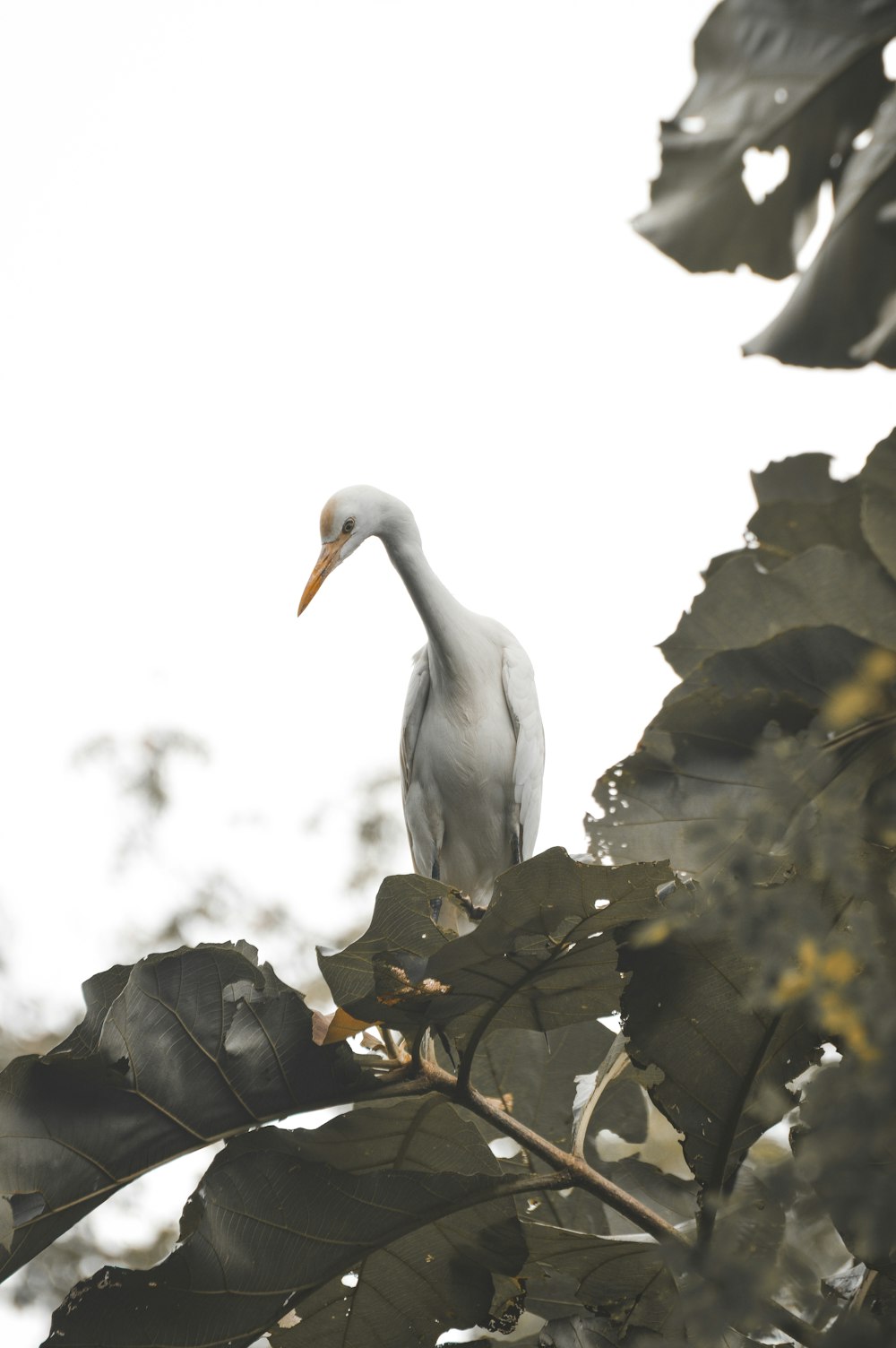 white bird on brown leaves