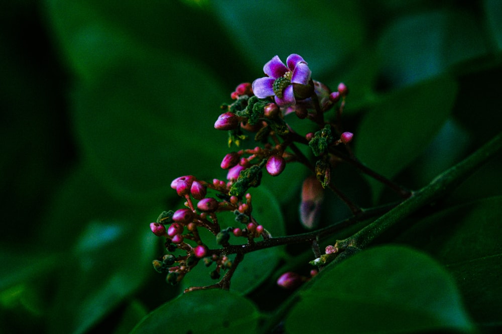 purple flower in tilt shift lens