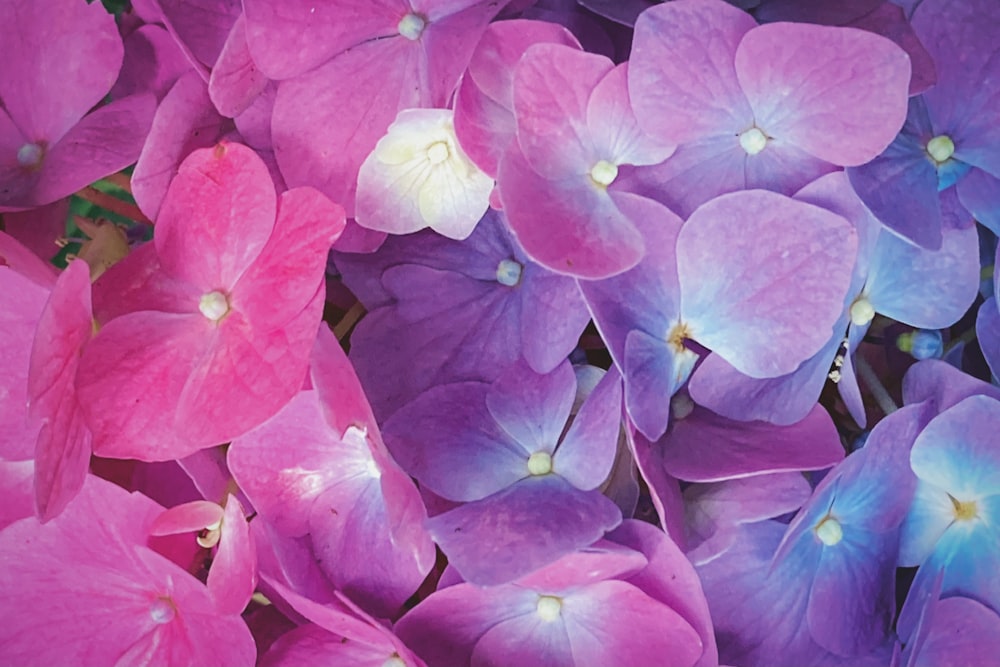 purple flowers with green leaves