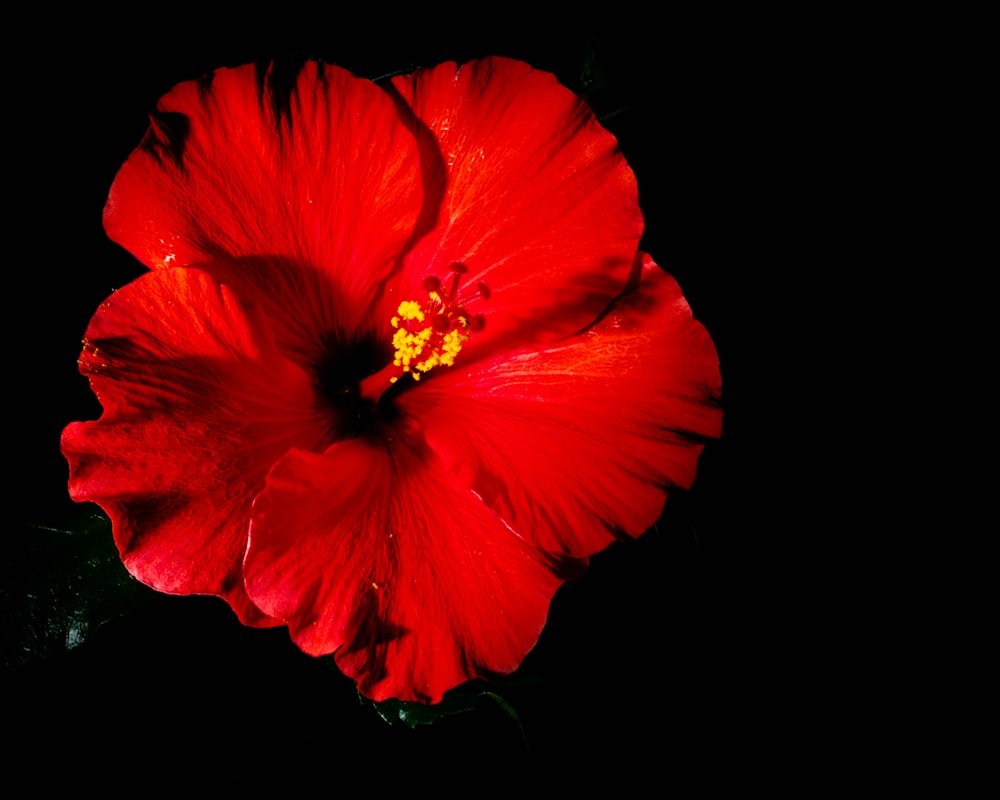 red hibiscus in bloom close up photo