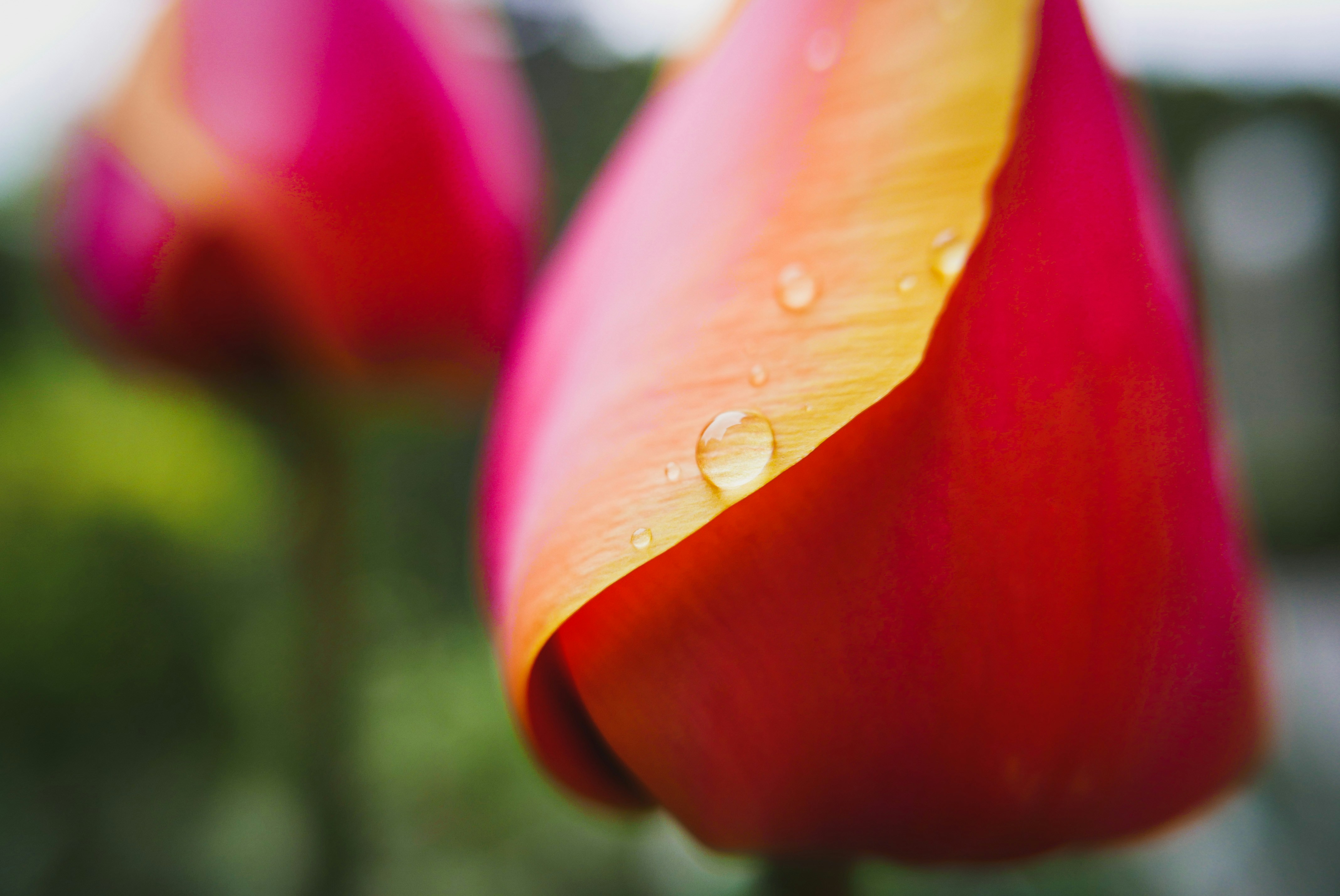 Photo by vitalymazur