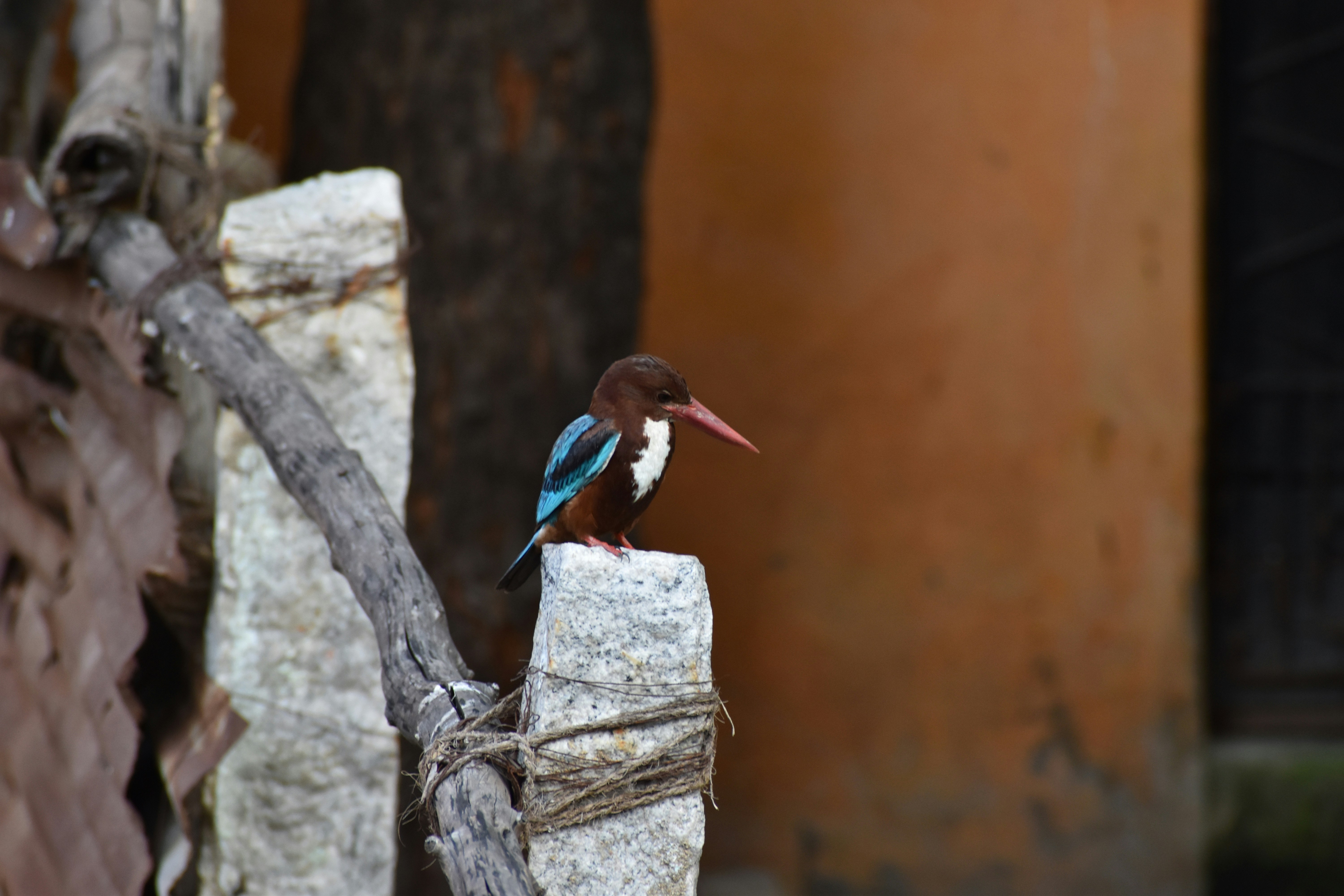 brown and blue bird on brown wooden log