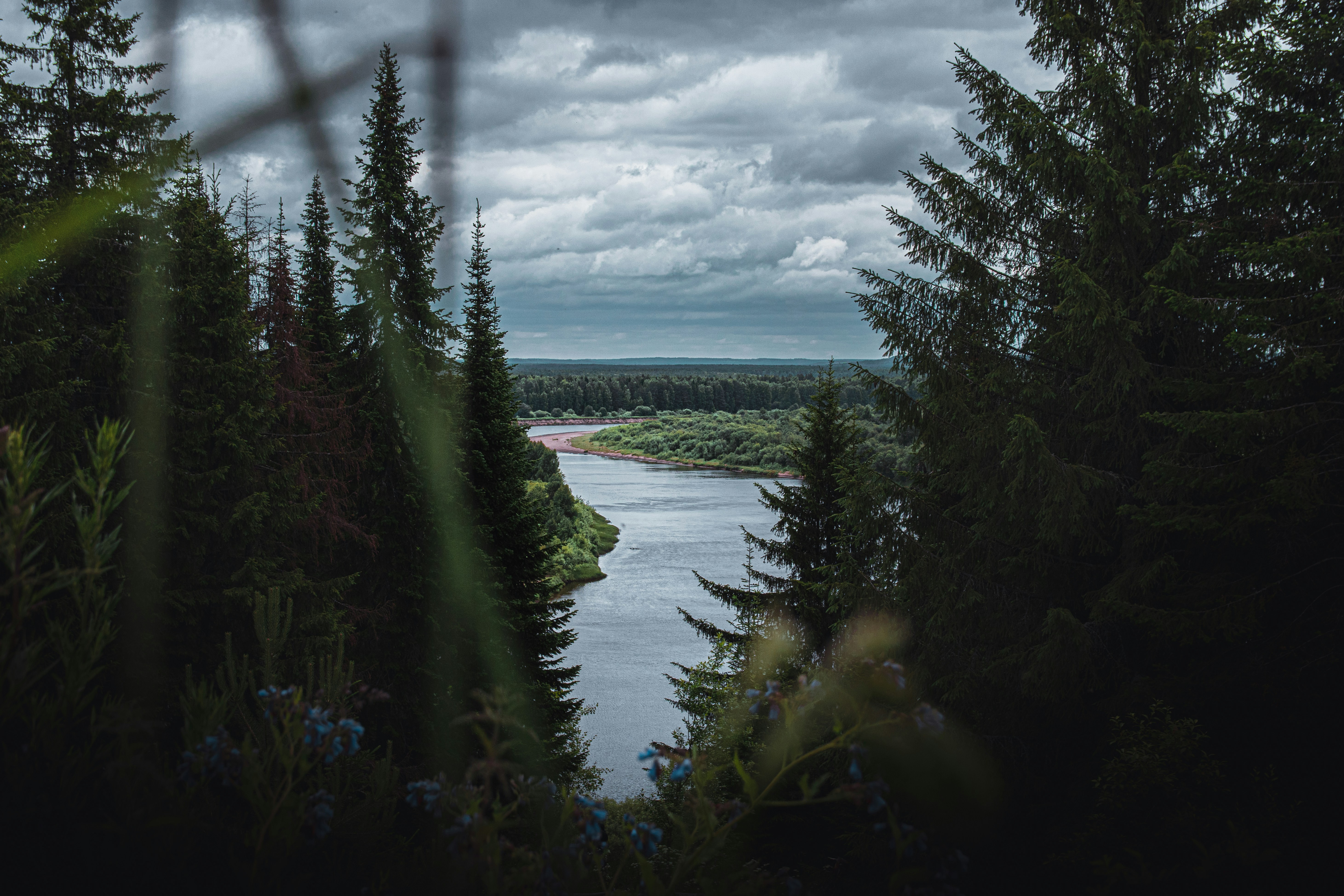 green pine trees near body of water under white clouds during daytime