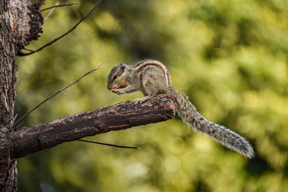 scoiattolo marrone sul ramo di legno marrone durante il giorno
