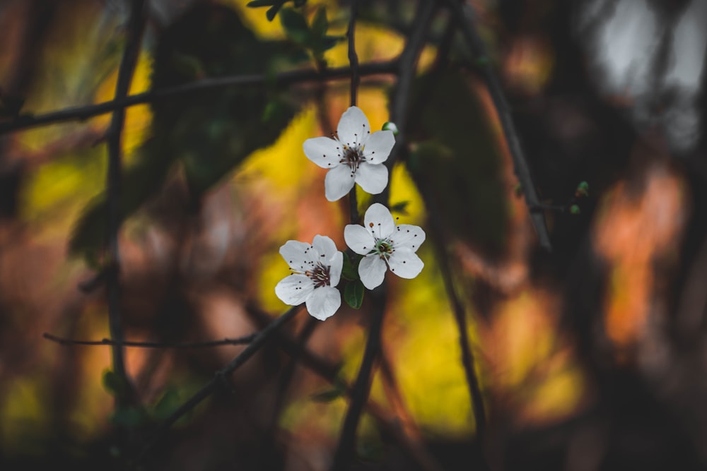 Flor blanca y amarilla en lente de desplazamiento de inclinación