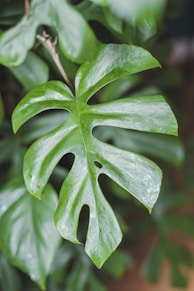 venta de plantas en cali y popayan