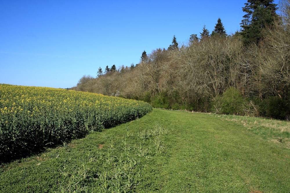 campo de grama verde com árvores sob o céu azul durante o dia