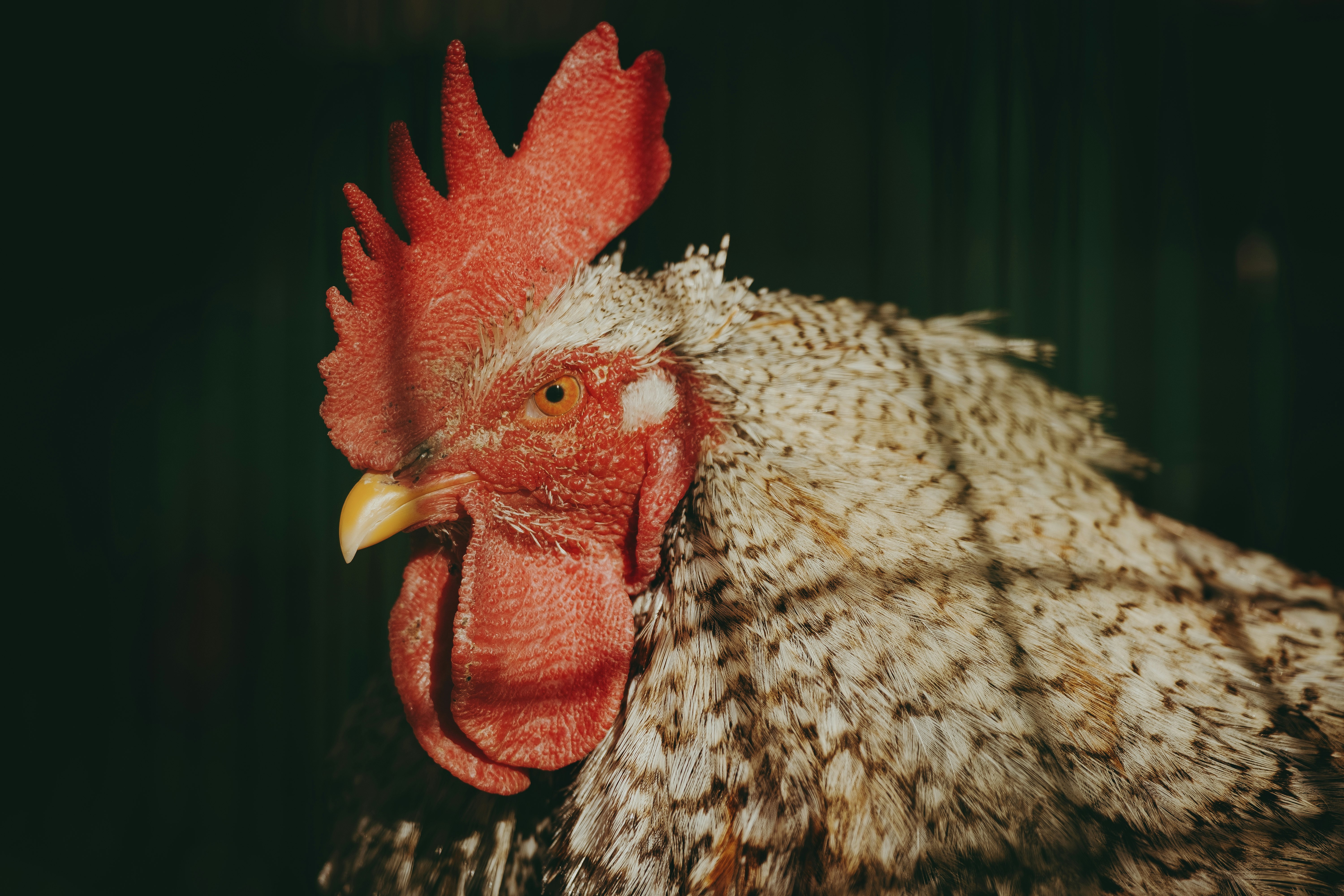 white and black rooster in close up photography