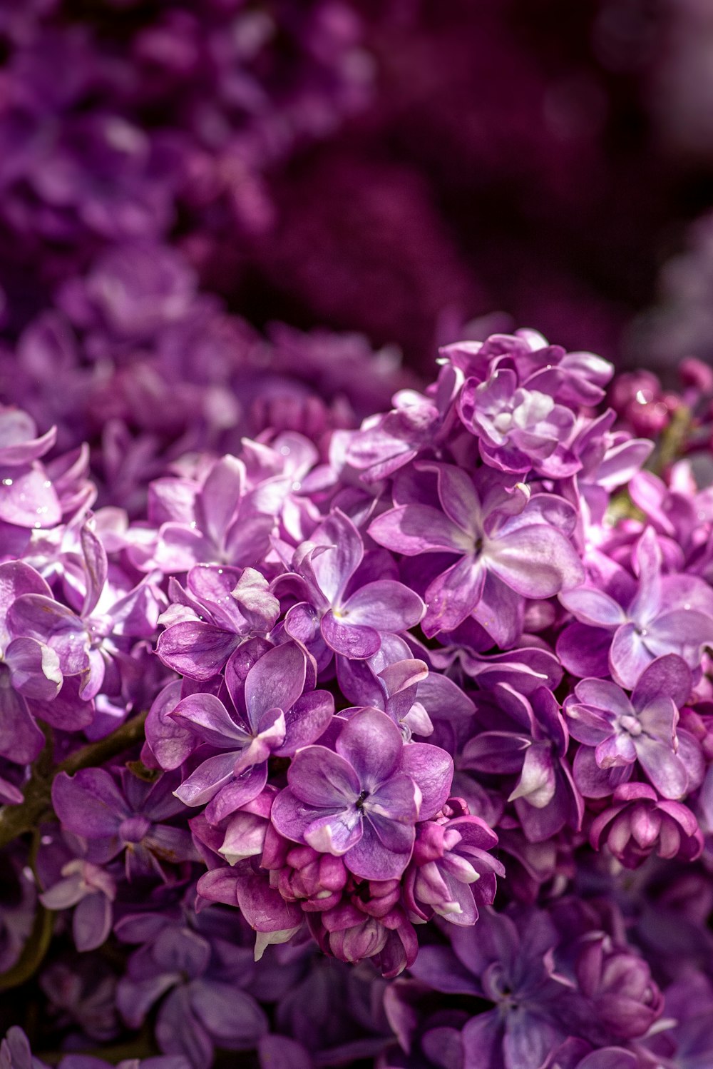 purple flowers in tilt shift lens