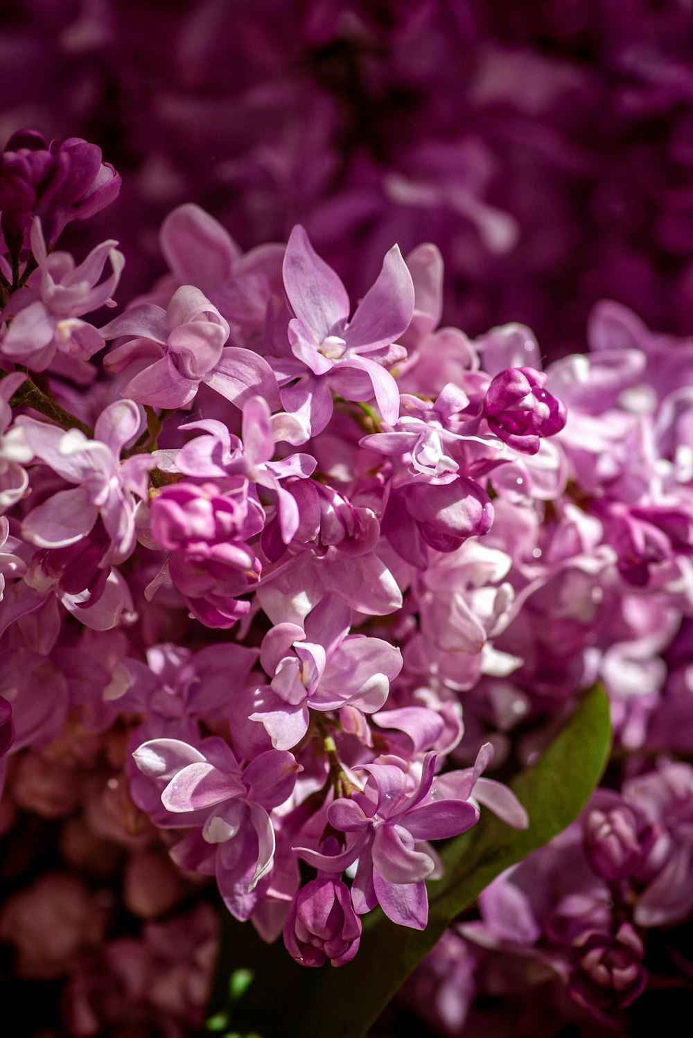 Fleurs violettes dans lentille macro