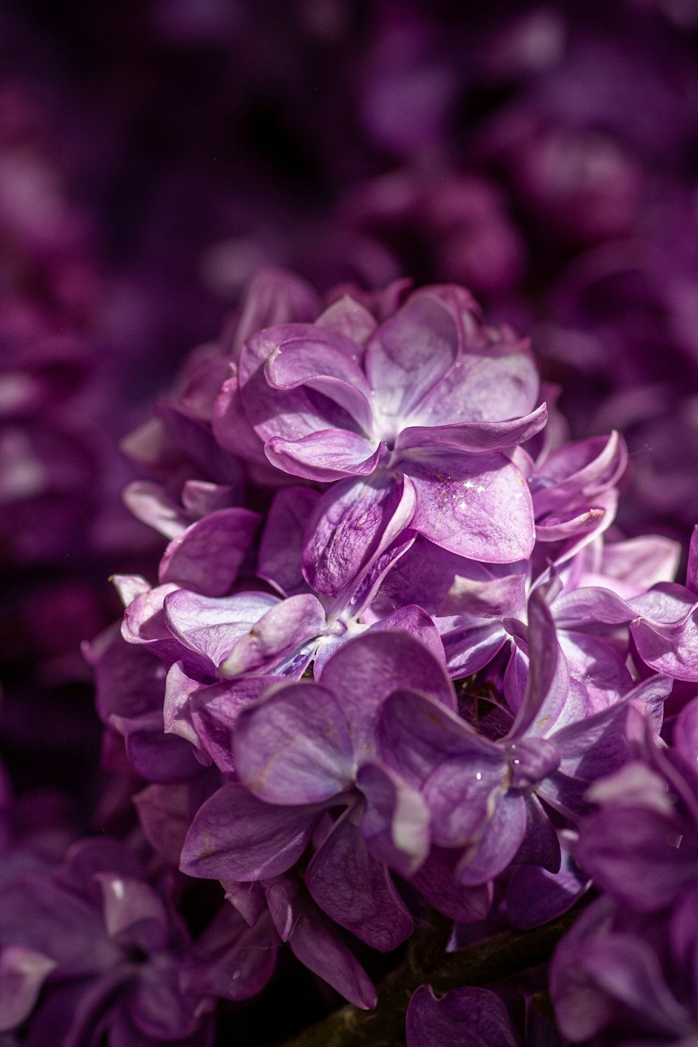 マクロショットの紫色の花