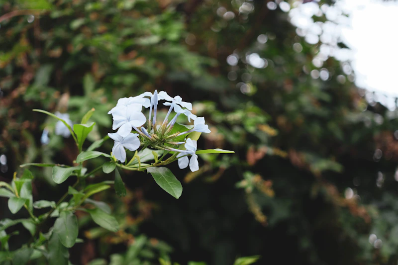 white flower with fresh green leaves