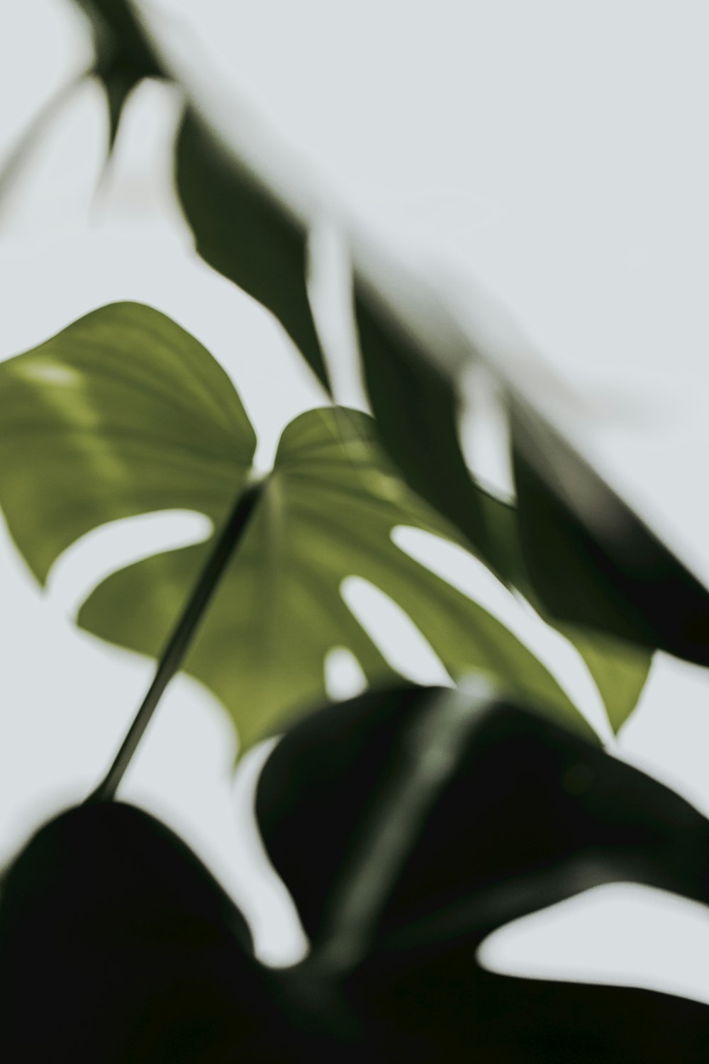 green leaves in tilt shift lens