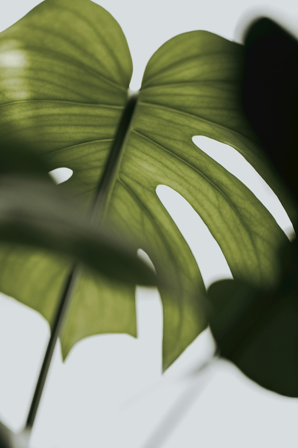 green leaf in close up photography