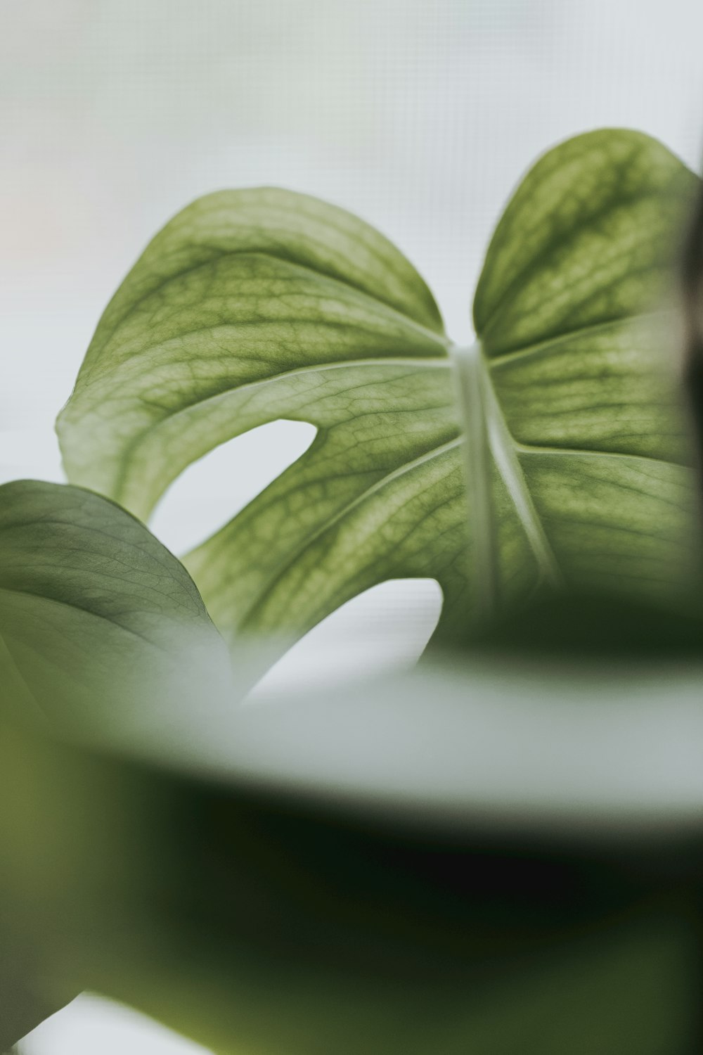 white and green flower bud