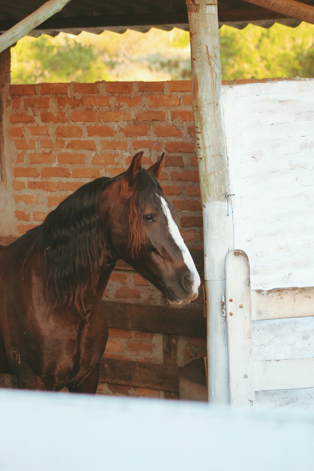 brown and white horse on white wooden wall