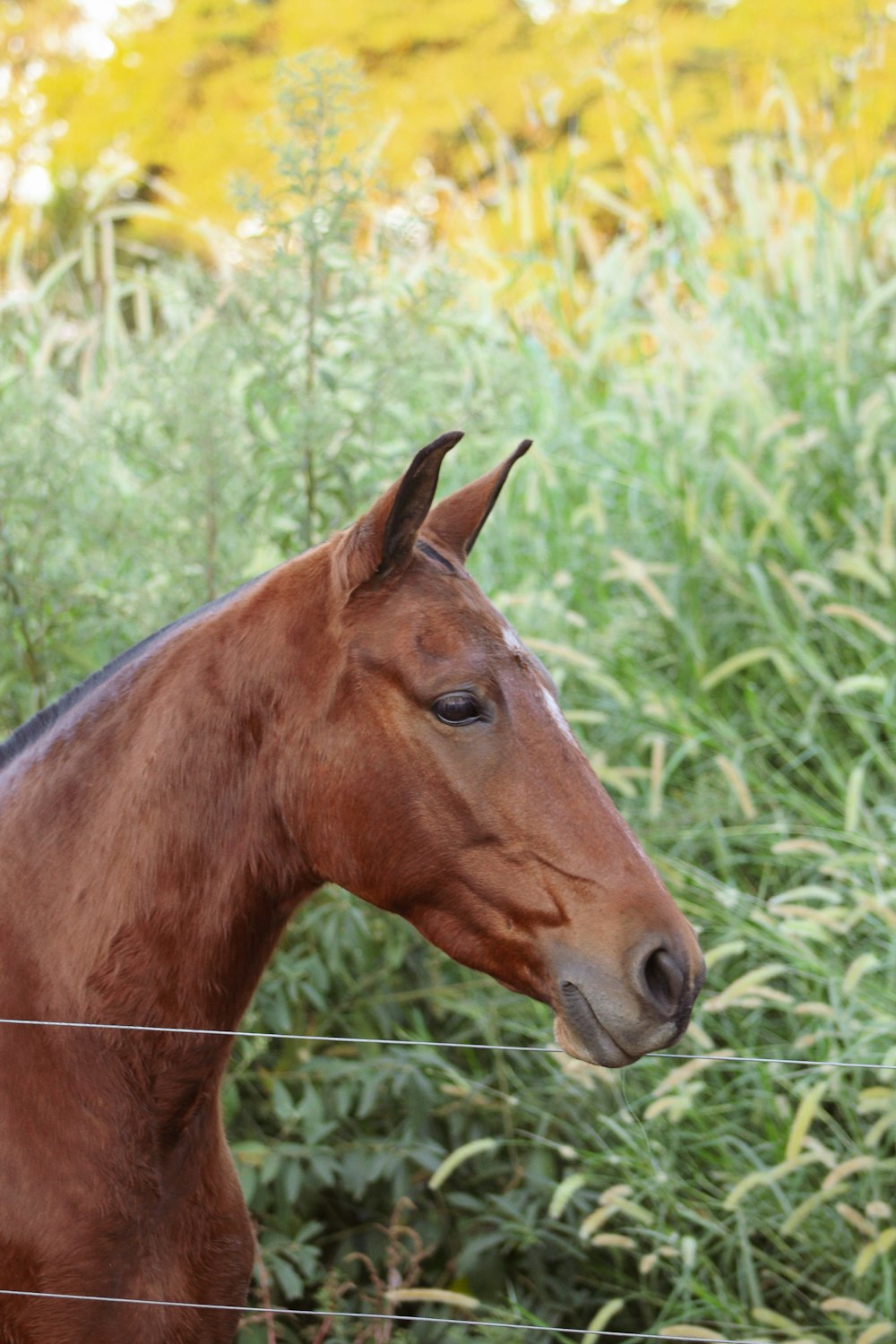 Braunes Pferd frisst tagsüber Gras