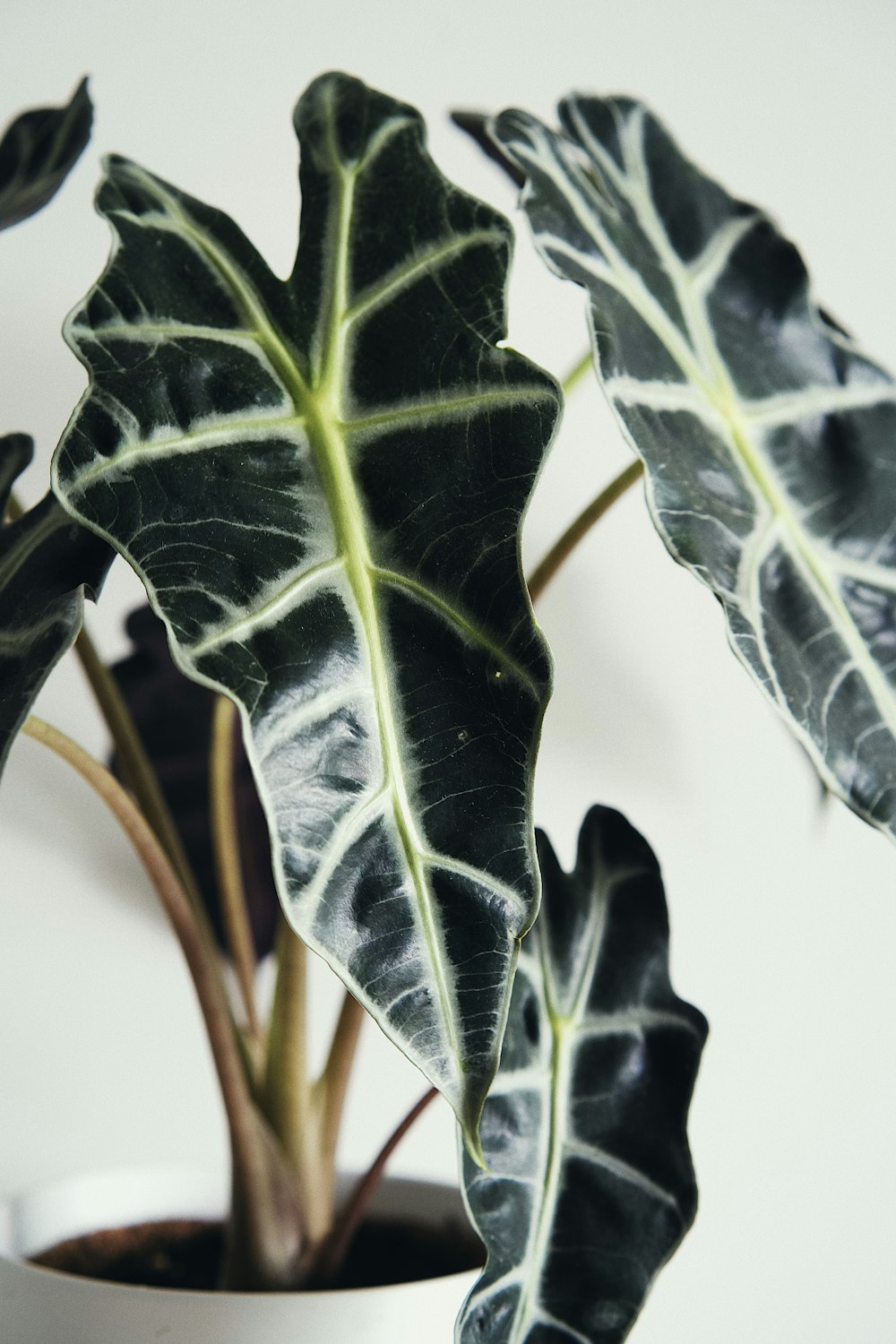 green leaf plant in white pot