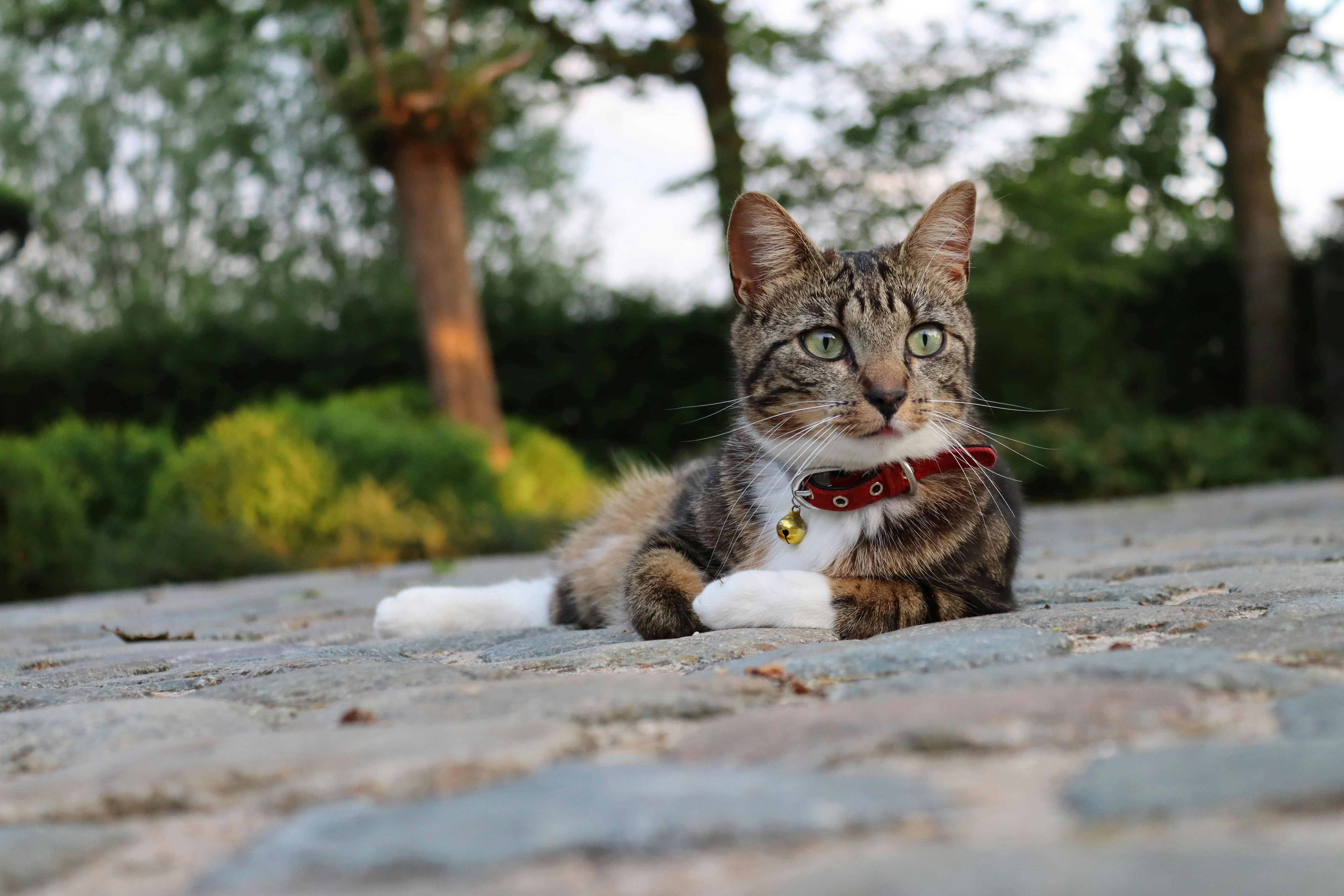 Brown tabby cat lying on ground during daytime photo – Free Cat Image ...