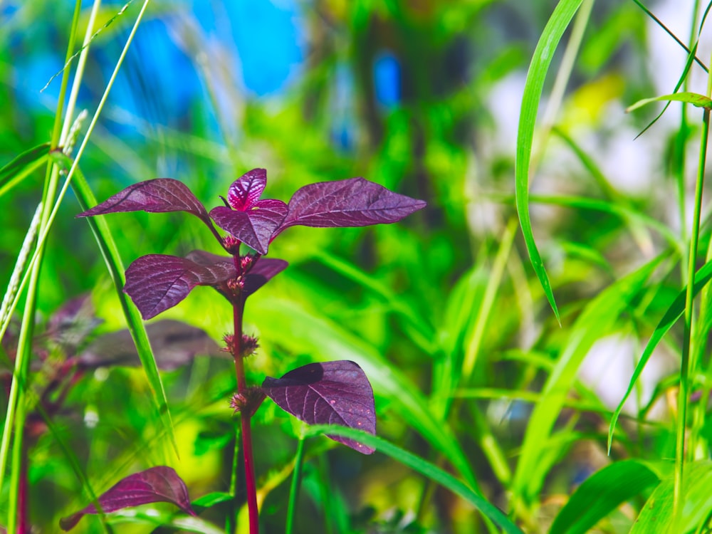 Mariposa marrón y negra encaramada en una planta verde durante el día