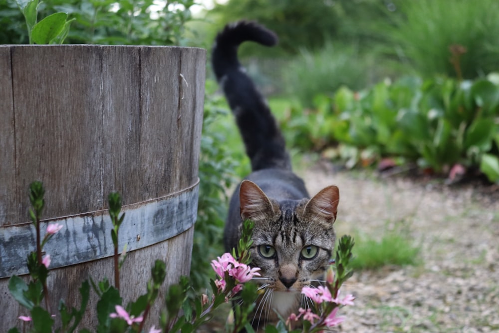 brown tabby cat on brown wooden barrel