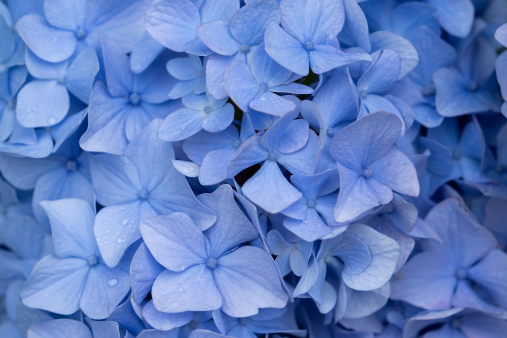 flores azuis na lente macro