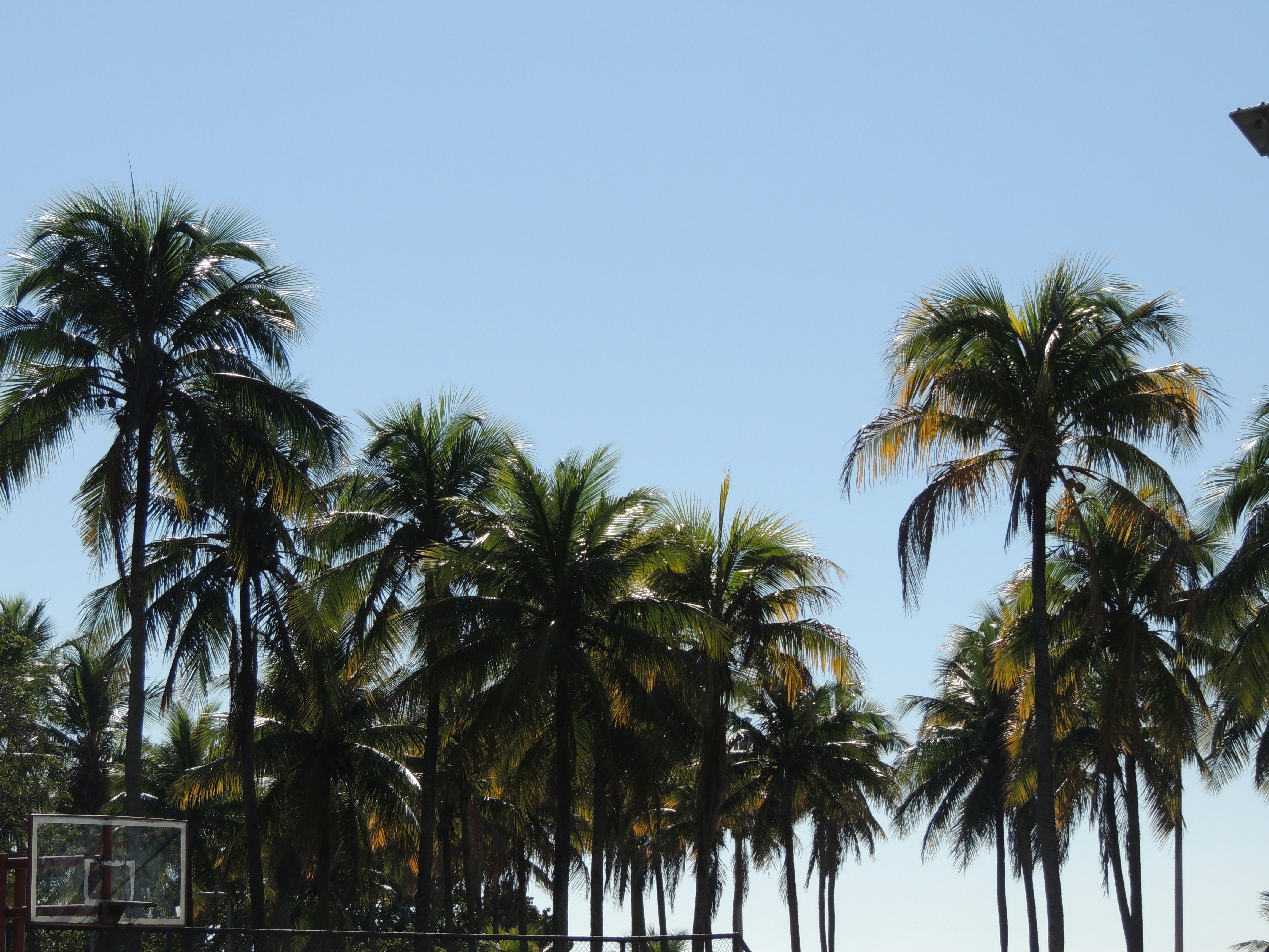 Palmeiras do Parque do Flamengo