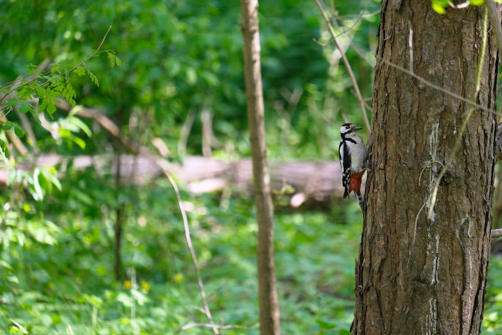 pássaro preto e branco no tronco marrom da árvore durante o dia