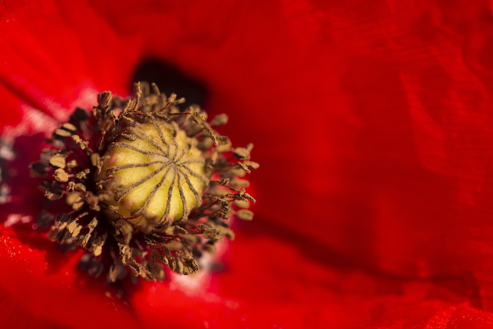 fleur rouge et jaune en macrophotographie