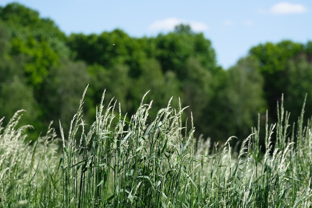 green grass field during daytime