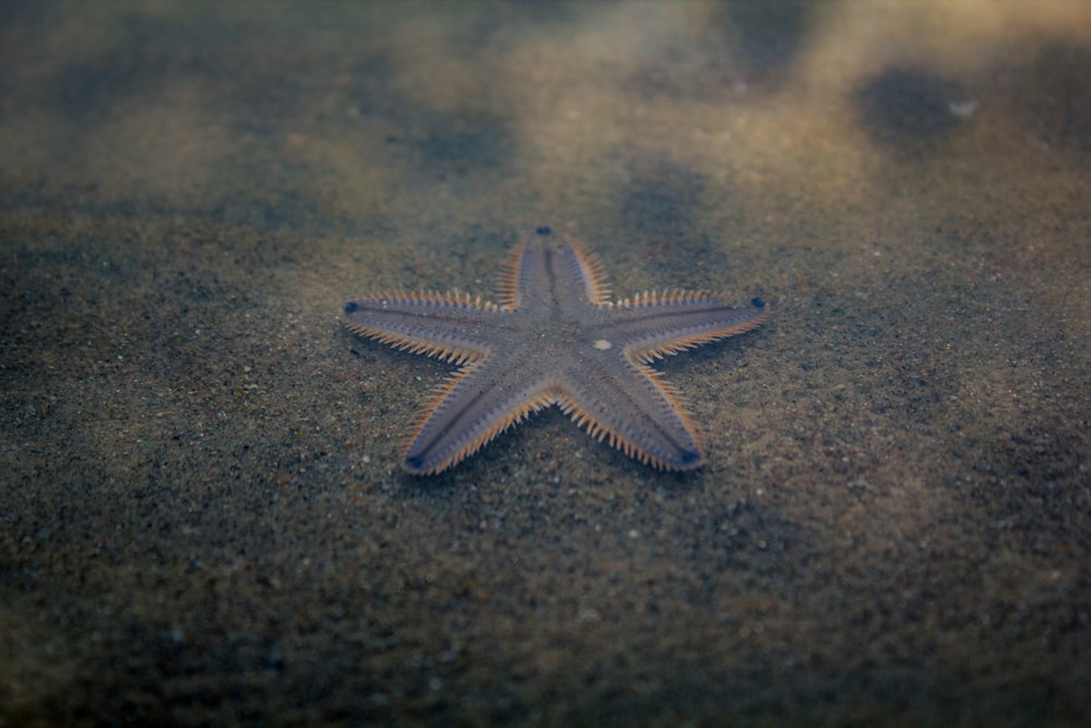 white starfish on gray sand