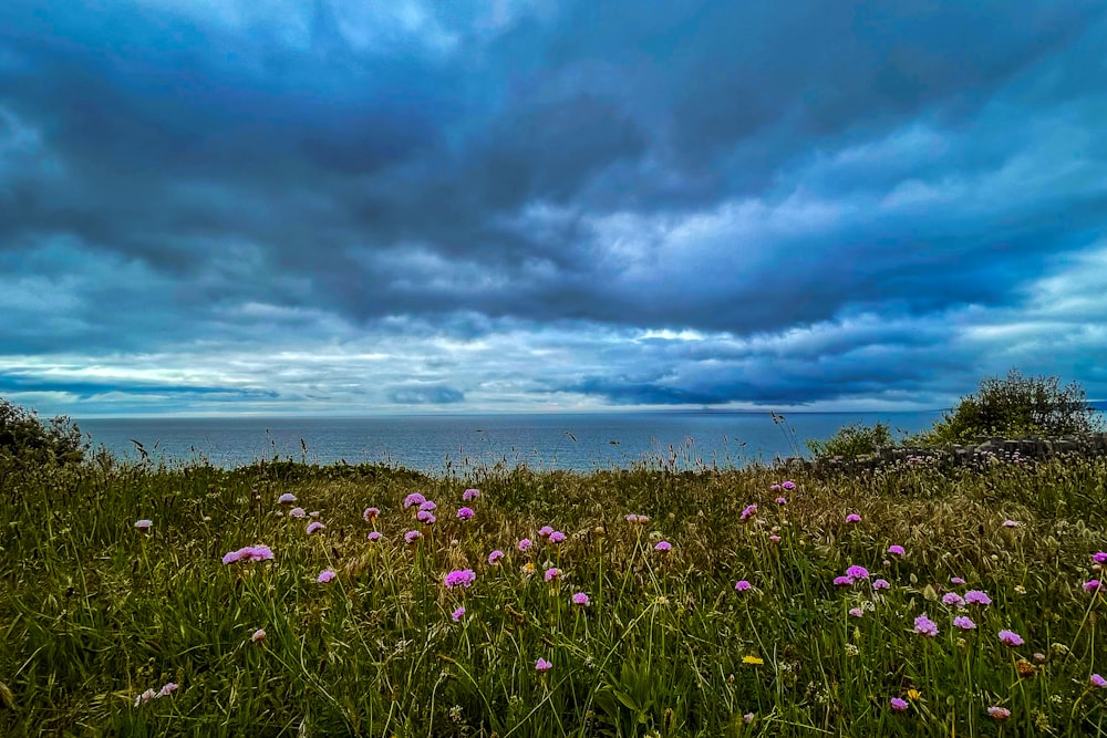 purple flower field under cloudy sky during daytime