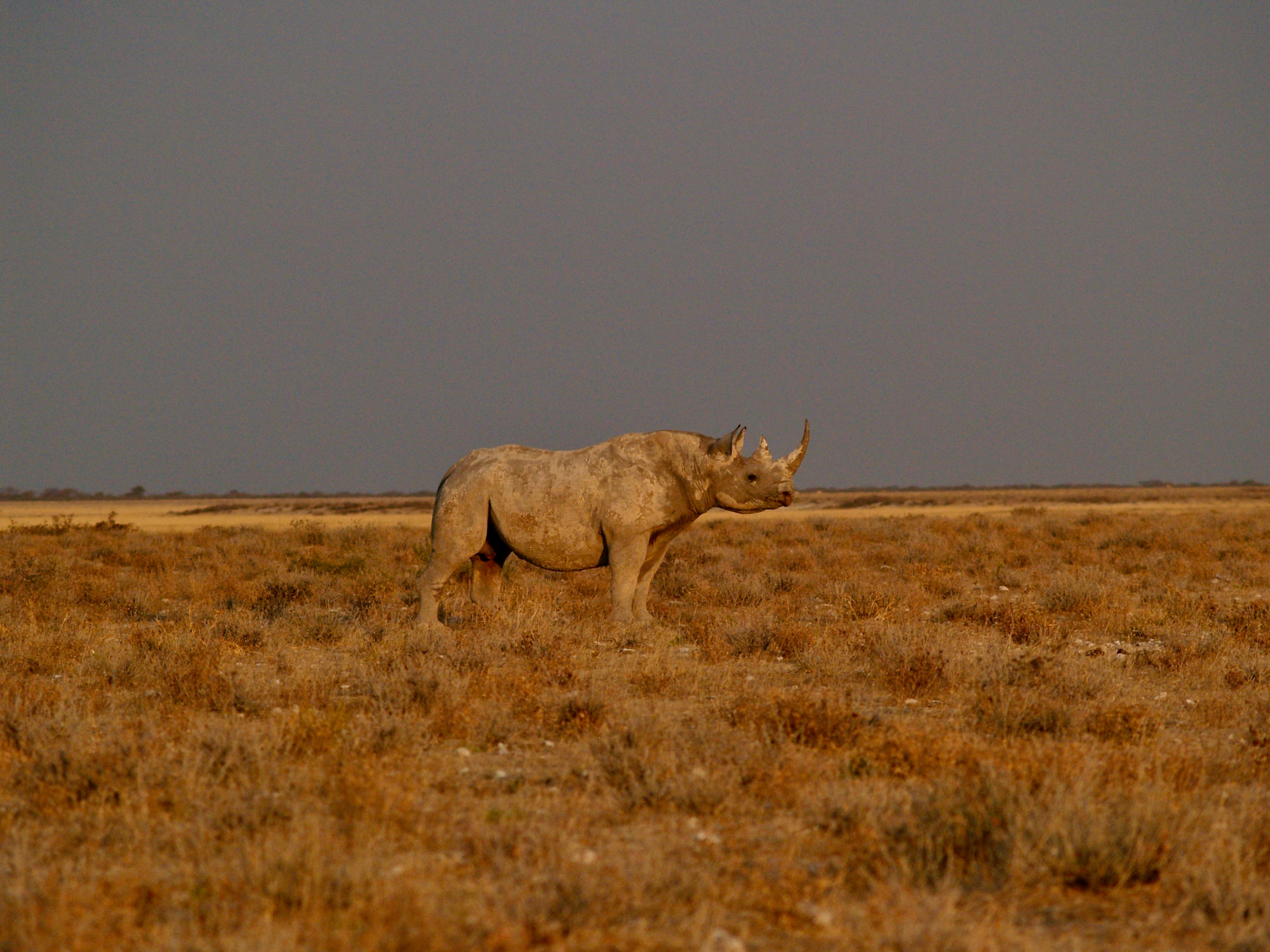 Photo by peterburdon