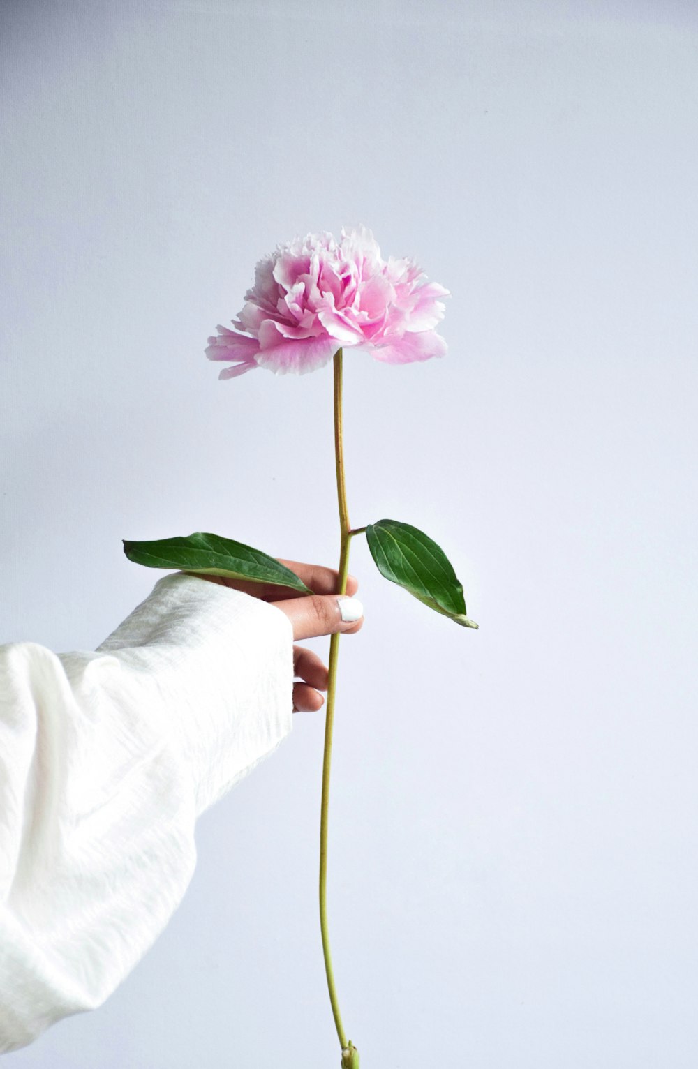 pink and white flower on white textile