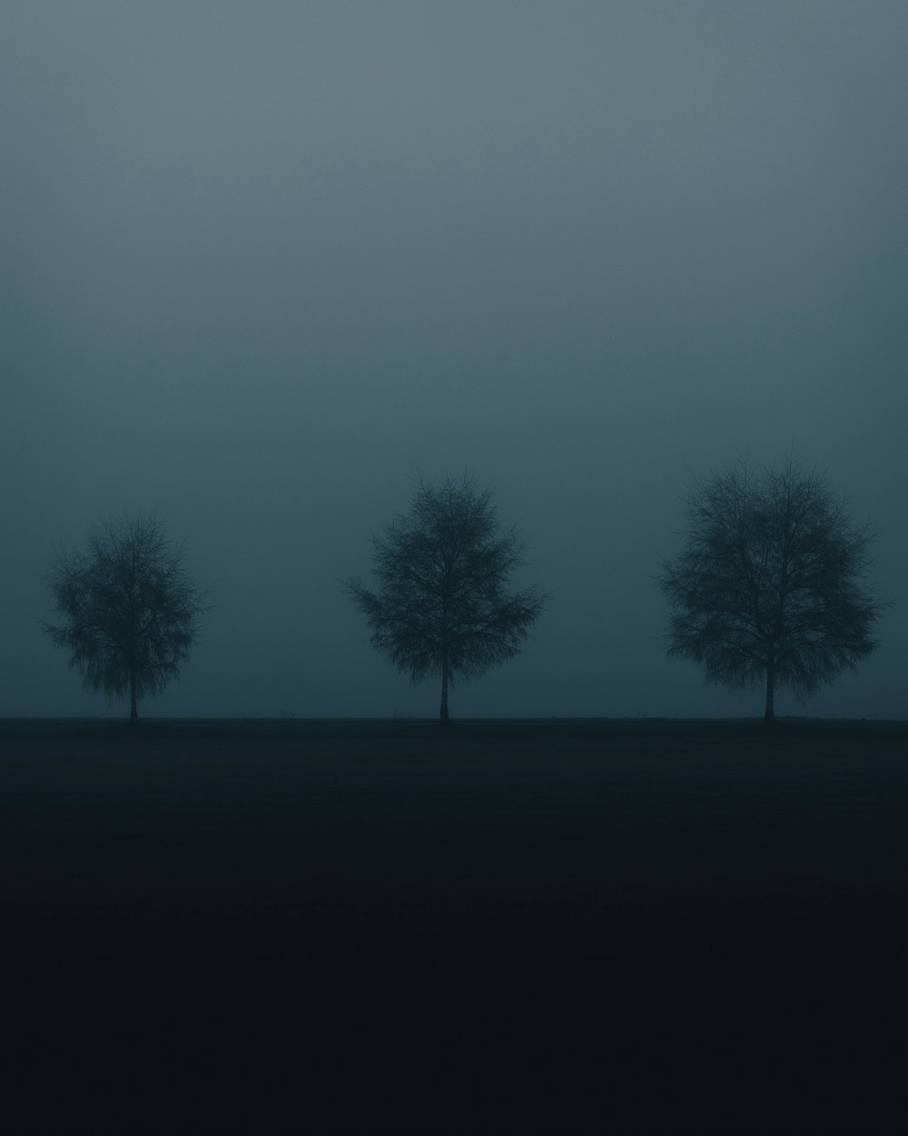 Silhouette des arbres pendant la nuit