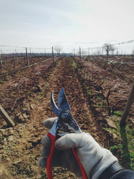 Close-up of robotic arms delicately pruning grapevines in a vineyard at dawn.