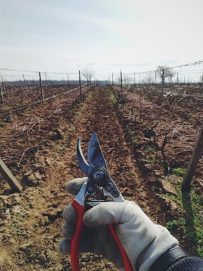 A professional gardener pruning a fruit tree in a sunny orchard.