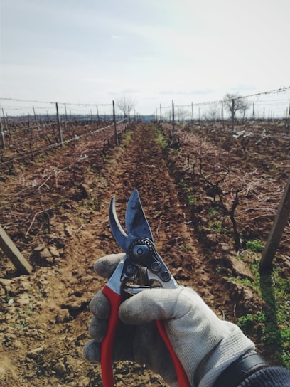 Close-up of ergonomic pruning shears cutting through a thick branch in a sunny garden.