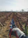 Technician in uniform inspecting a healthy vineyard free of pests.