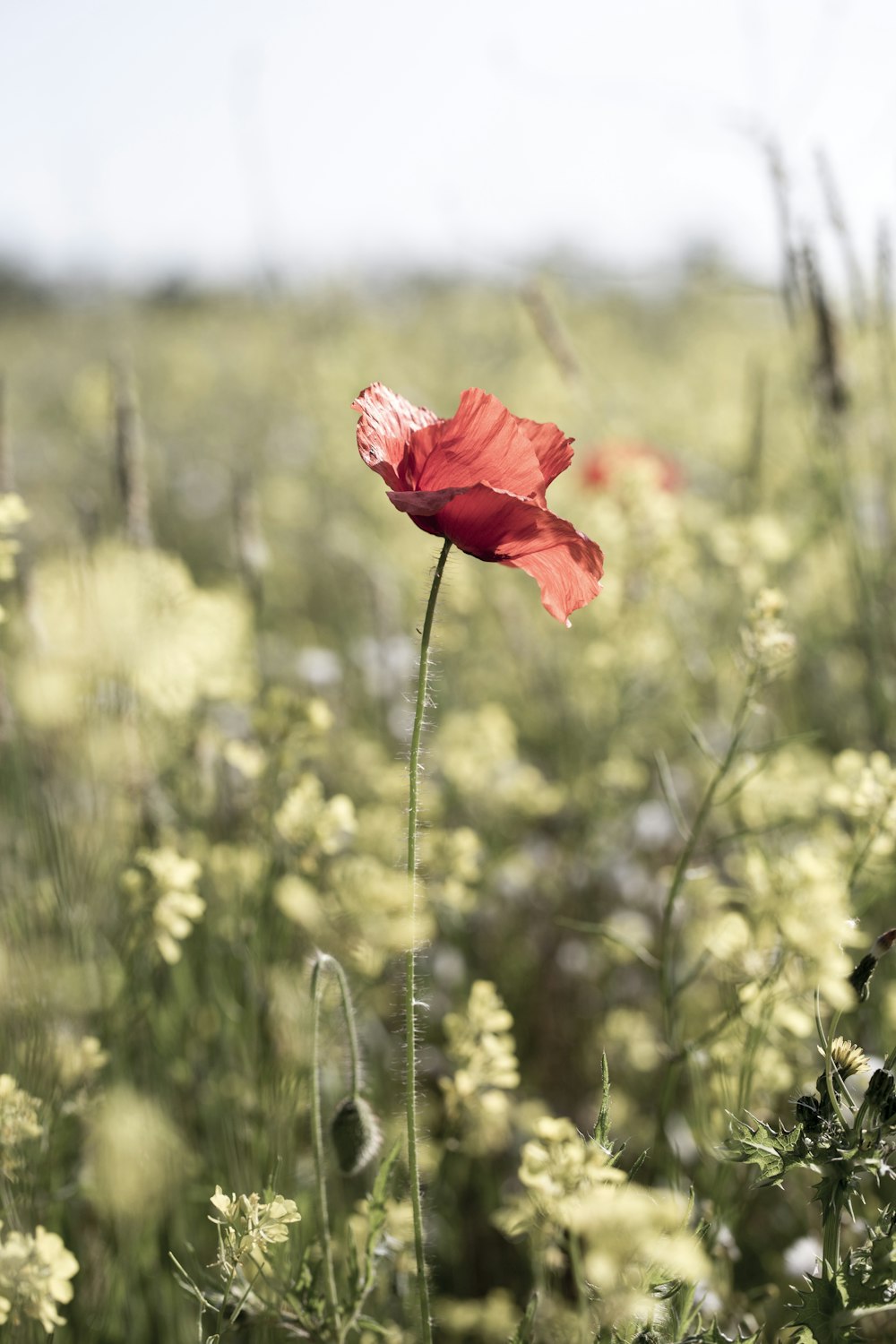 red flower in tilt shift lens