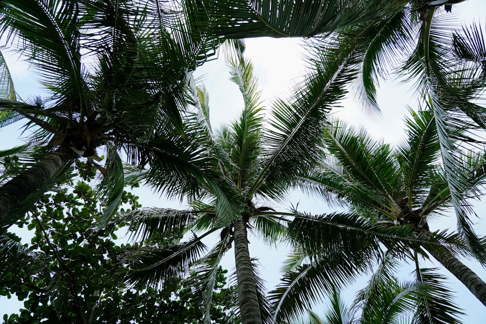 green palm tree under blue sky during daytime