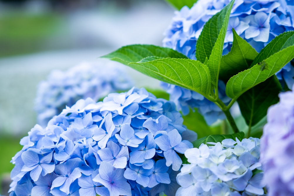 blue flowers with green leaves